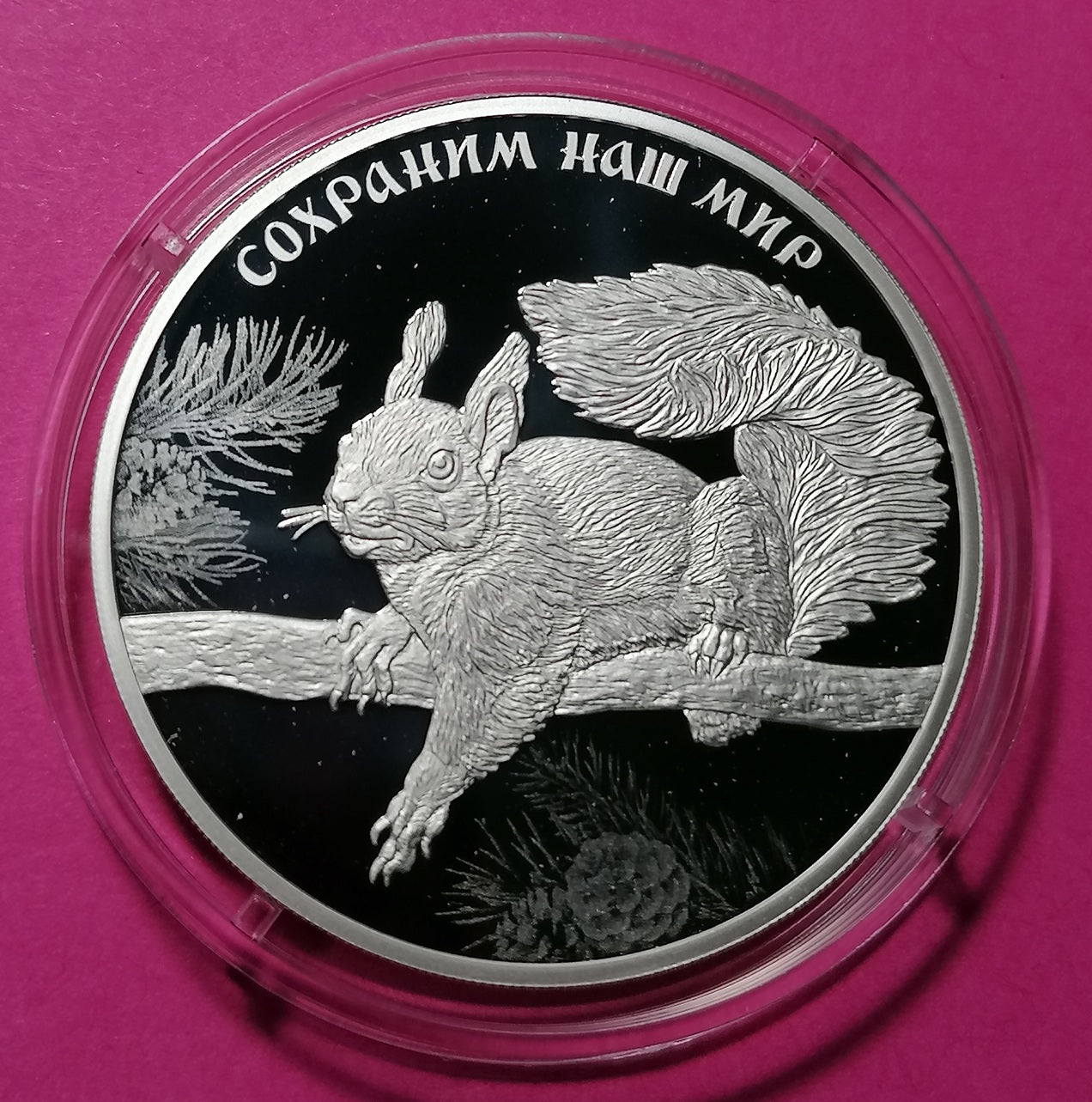 2023 3 Rubles Silver coin Red Squirrel Series: Protect Our World
A round silver coin featuring an engraved squirrel on a branch with pine needles, displayed inside a clear protective capsule against a bright pink background. The coin has Cyrillic text along the top edge.